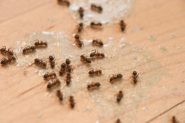 Best Affordable Pest Control Services  in Spinnerstown, PA