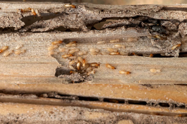 Pest Prevention Services in Spinnerstown, PA