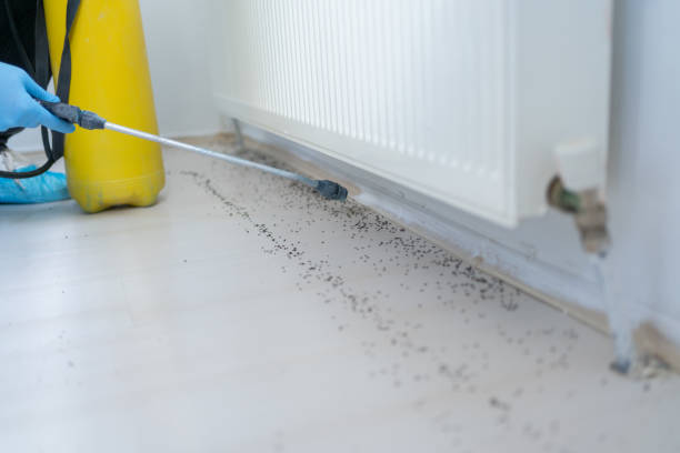 Best Rat Extermination Near Me  in Spinnerstown, PA